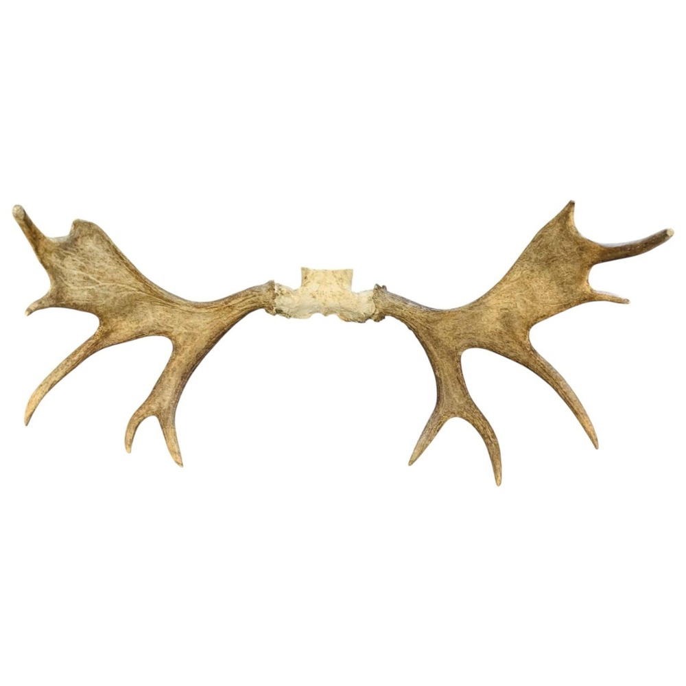 Naturally‎ Shed Wild Moose Antler (Horn, Knife, Carving, Chew, Taxidermy) Full